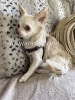 Demi, a female Chihuahua for sale in Saint Louis, MO – 9 of 10