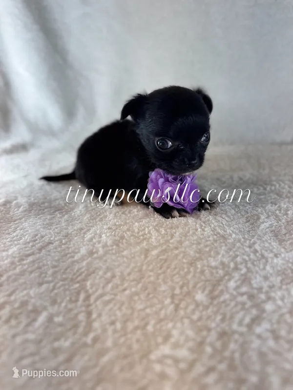 Van  – Chihuahua puppy for sale in Saint Louis, MO