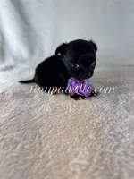 Van , a male Chihuahua for sale in Saint Louis, MO – 3 of 8