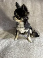 Destry, a female Chihuahua for sale in Saint Louis, MO – 6 of 9