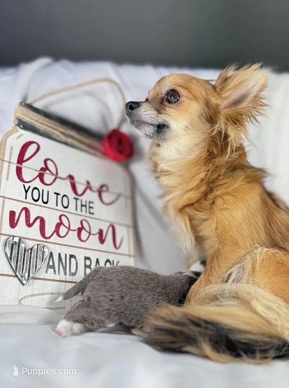 Walden  – Chihuahua puppy for sale in Saint Louis, MO