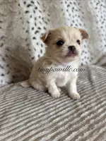 Zeke, a male Chihuahua for sale in Saint Louis, MO – 7 of 10
