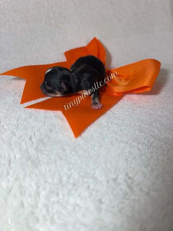 Demi – Chihuahua puppy for sale in Saint Louis, MO