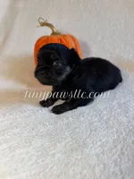 Crash , a male Chihuahua for sale in Saint Louis, MO – 2 of 10