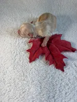 Destry, a female Chihuahua for sale in Saint Louis, MO – 2 of 9