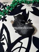 Niles , a male Chihuahua for sale in Saint Louis, MO – Photo 5 of 10