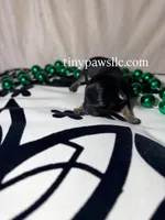 Niles , a male Chihuahua for sale in Saint Louis, MO – Photo 1 of 10