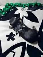 Niles , a male Chihuahua for sale in Saint Louis, MO – Photo 7 of 10