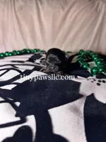 Niles , a male Chihuahua for sale in Saint Louis, MO – Photo 2 of 10