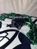 Niles , a male Chihuahua for sale in Saint Louis, MO – Photo 3 of 10