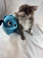 Reggie, a male Chihuahua for sale in Saint Louis, MO – 3 of 8