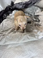 Vinny , a male Chihuahua for sale in Saint Louis, MO – 4 of 10