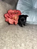 Van , a male Chihuahua for sale in Saint Louis, MO – 5 of 10