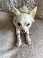Didi , a female Chihuahua for sale in Saint Louis, MO – 9 of 9