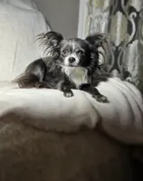 Zeke, a male Chihuahua for sale in Saint Louis, MO – 8 of 10