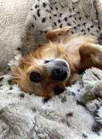 Walden , a male Chihuahua for sale in Saint Louis, MO – 4 of 4