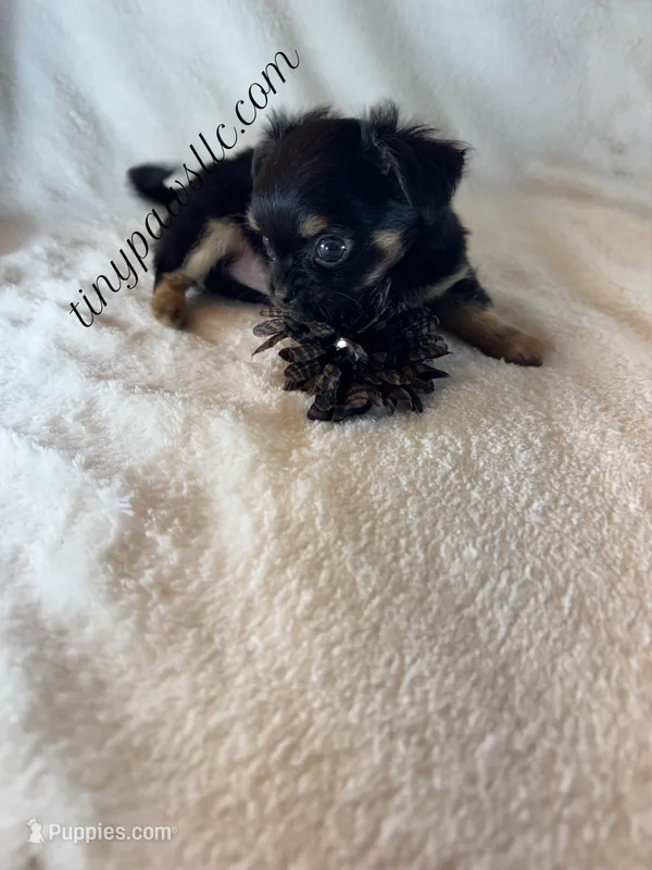 Vader – Chihuahua puppy for sale in Saint Louis, MO