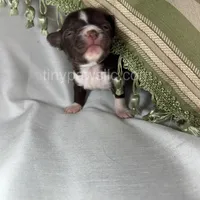 Nico, a male Chihuahua for sale in Saint Louis, MO – Photo 2 of 9