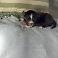 Nico, a male Chihuahua for sale in Saint Louis, MO – Photo 4 of 9