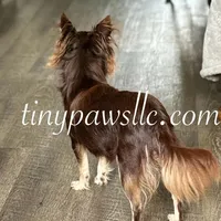 Nico, a male Chihuahua for sale in Saint Louis, MO – Photo 8 of 9