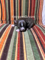 Nico, a male Chihuahua for sale in Saint Louis, MO – Photo 5 of 9