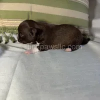 Nico, a male Chihuahua for sale in Saint Louis, MO – Photo 5 of 9