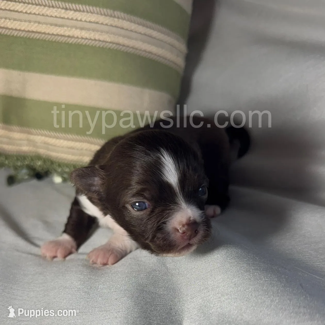 Nico, a male Chihuahua for sale in Saint Louis, MO – Photo 3 of 9