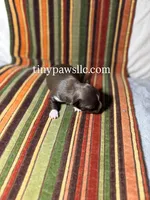 Nico, a male Chihuahua for sale in Saint Louis, MO – Photo 4 of 9