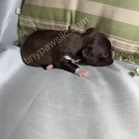 Nico, a male Chihuahua for sale in Saint Louis, MO – Photo 6 of 9