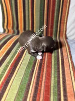 Nico, a male Chihuahua for sale in Saint Louis, MO – Photo 2 of 9