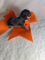 Demi, a female Chihuahua for sale in Saint Louis, MO – 2 of 10
