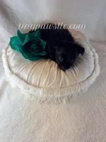 Bowie, a male Chihuahua for sale in Saint Louis, MO – 3 of 8