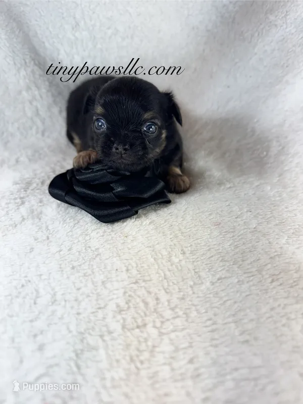 Vader – Chihuahua puppy for sale in Saint Louis, MO