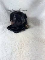 Vader, a male Chihuahua for sale in Saint Louis, MO – 1 of 2