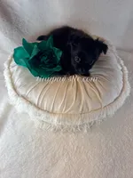 Bowie, a male Chihuahua for sale in Saint Louis, MO – 6 of 8