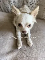 Demi, a female Chihuahua for sale in Saint Louis, MO – 7 of 10