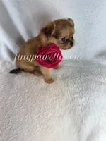 Willow, a female Chihuahua for sale in Saint Louis, MO – 6 of 9