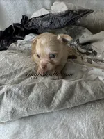 Vinny , a male Chihuahua for sale in Saint Louis, MO – 10 of 10