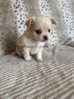 Zeke, a male Chihuahua for sale in Saint Louis, MO – 2 of 10