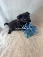 Thatcher, a male Chihuahua for sale in Saint Louis, MO – 9 of 10