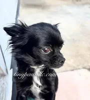 Tatum, a female Chihuahua for sale in Saint Louis, MO – 9 of 10