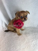 Willow, a female Chihuahua for sale in Saint Louis, MO – 5 of 9