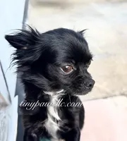Thatcher, a male Chihuahua for sale in Saint Louis, MO – 9 of 10