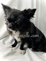 Penn, a male Chihuahua for sale in Saint Louis, MO – 9 of 9