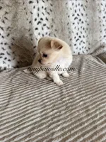 Zeke, a male Chihuahua for sale in Saint Louis, MO – 6 of 10