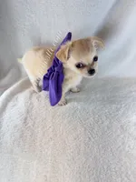 Tatum, a female Chihuahua for sale in Saint Louis, MO – 2 of 10
