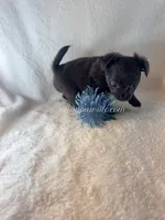Thatcher, a male Chihuahua for sale in Saint Louis, MO – 7 of 10