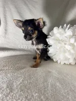 Mr. Nibbles (Nibs), a male Chihuahua for sale in Saint Louis, MO – 3 of 10