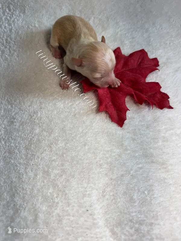 Destry – Chihuahua puppy for sale in Saint Louis, MO