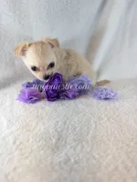 Tatum, a female Chihuahua for sale in Saint Louis, MO – 7 of 10